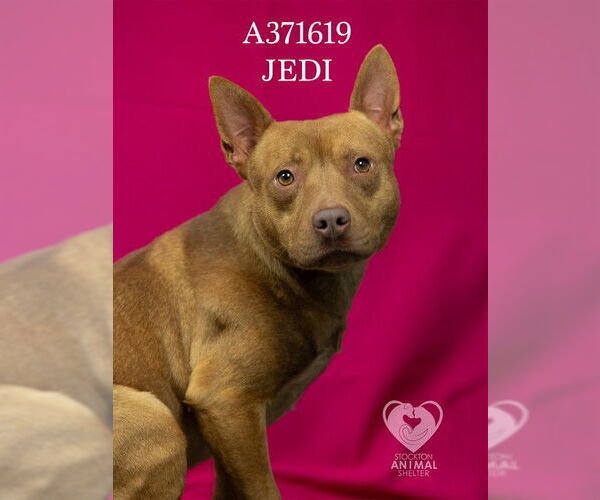 Medium Photo #2 Texas Heeler-Unknown Mix Puppy For Sale in Stockton, CA, USA