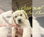 Small #2 Golden Retriever