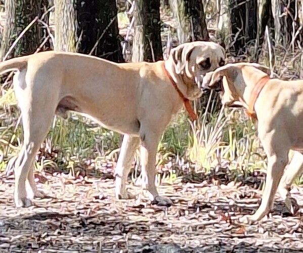 Medium Photo #11 Black Mouth Cur Puppy For Sale in ROYSE CITY, TX, USA