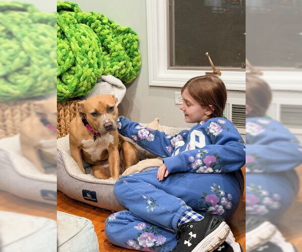 Medium Photo #2 Mutt Puppy For Sale in Rockaway, NJ, USA