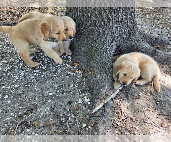 Medium Photo #7 Golden Retriever Puppy For Sale in PLANT CITY, FL, USA