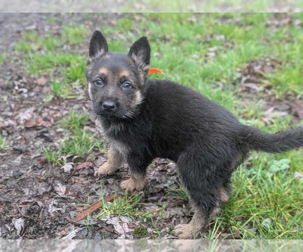 Medium Photo #1 German Shepherd Dog Puppy For Sale in OAK GROVE, OR, USA