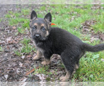 Small German Shepherd Dog