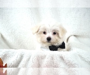Maltese Puppy for sale in HANOVER, PA, USA