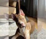 Small #3 American Pit Bull Terrier Mix