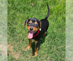 Small Doberman Pinscher Mix