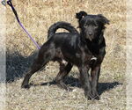 Small #2 Retriever  Mix