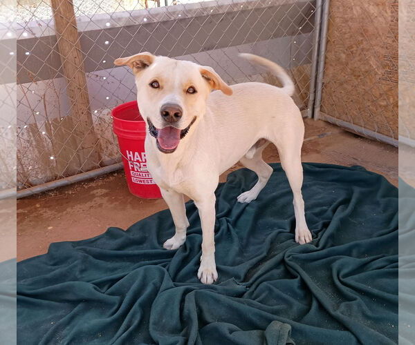 Medium Photo #1 Mutt Puppy For Sale in Apple Valley, CA, USA