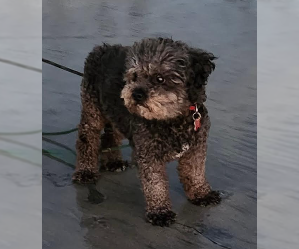 Medium Photo #8 Poodle (Miniature) Puppy For Sale in San Diego, CA, USA