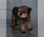 Small Photo #8 Poodle (Miniature) Puppy For Sale in San Diego, CA, USA