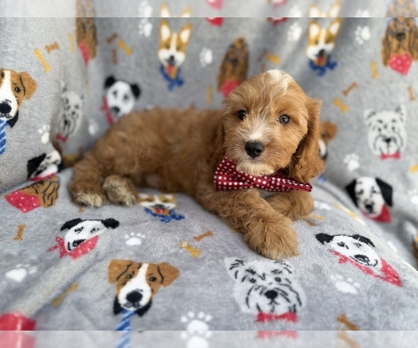 Medium Photo #8 Cavapoo (Miniature) Puppy For Sale in LAKELAND, FL, USA