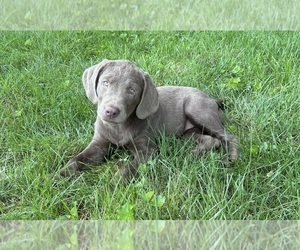 Labrador Retriever Puppy for sale in FRANKLIN, IN, USA