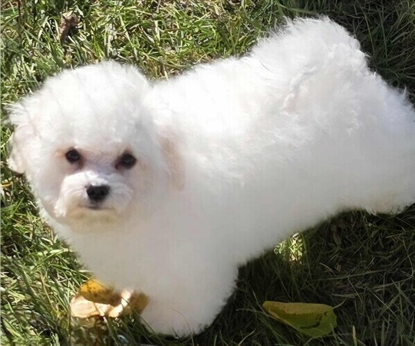 Medium Photo #2 Bichon Frise Puppy For Sale in WAYLAND, MI, USA