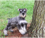 Winter - Female Schnauzer (Miniature) Puppy for Sale - Photo #5