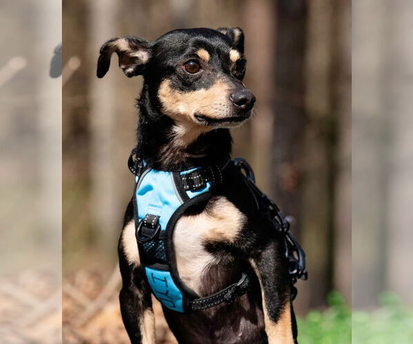 Medium Photo #1 Chihuahua-Unknown Mix Puppy For Sale in Ellijay, GA, USA