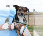 Small Chihuahua Mix