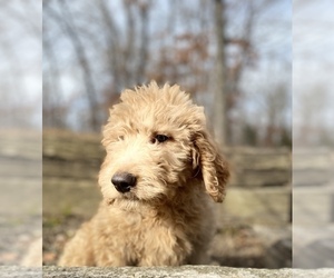 Goldendoodle-Poodle (Standard) Mix Puppy for sale in LEBANON, MO, USA