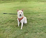 Small Photo #1 Shiba Inu Puppy For Sale in HIXSON, TN, USA