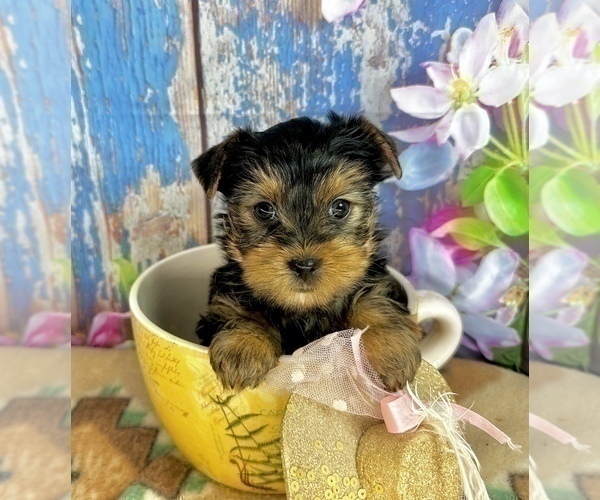 Medium Photo #3 Yorkshire Terrier Puppy For Sale in CASSVILLE, MO, USA