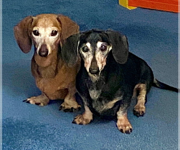 Medium Photo #2 Dachshund Puppy For Sale in Tampa, FL, USA