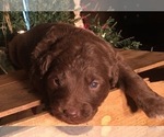 Small Photo #4 F2 Aussiedoodle Puppy For Sale in ARBA, IN, USA
