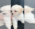 Small Photo #6 Zuchon Puppy For Sale in RAINBOW, CA, USA