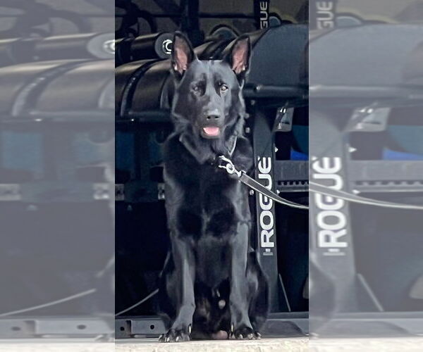 Medium Photo #1 German Shepherd Dog Puppy For Sale in BOKOSHE, OK, USA