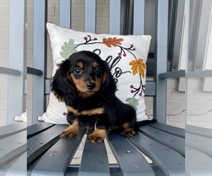 Dachshund Puppy for sale in FRANKLIN, IN, USA