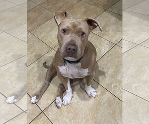 BETTY WHITE - Female Mutt Dog for Adoption - Photo #15