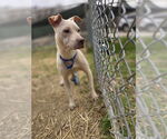 Small #1 American Pit Bull Terrier