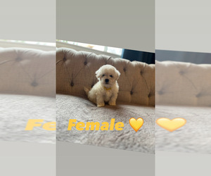 Bichon Frise Puppy for sale in ELDERWOOD, CA, USA