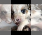Small Photo #5 Australian Shepherd Puppy For Sale in RUTLEDGE, TN, USA