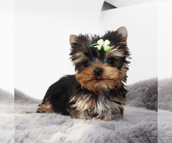 Medium Photo #2 Yorkshire Terrier Puppy For Sale in LOS ANGELES, CA, USA