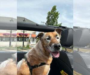 DRAKO - Male Mutt Dog for Adoption - Photo #20