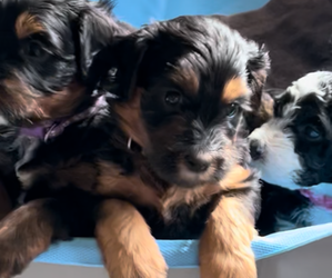Bernedoodle-French Bulldog Mix Litter for sale in EL DORADO HILLS, CA, USA