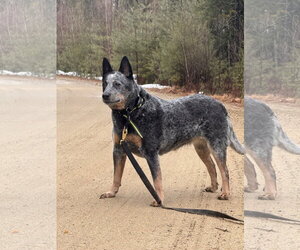 Haley - Female Mutt Dog for Adoption - Photo #2
