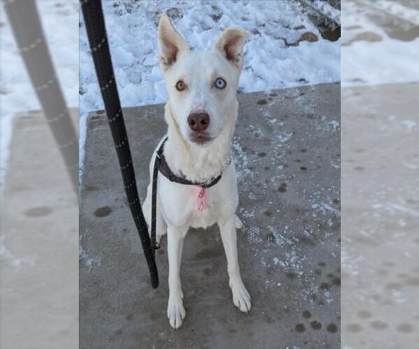 Medium Photo #2 Siberian Husky-Unknown Mix Puppy For Sale in Fort Collins, CO, USA