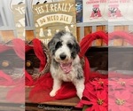 Small Photo #1 Aussiedoodle Miniature  Puppy For Sale in BREMEN, AL, USA