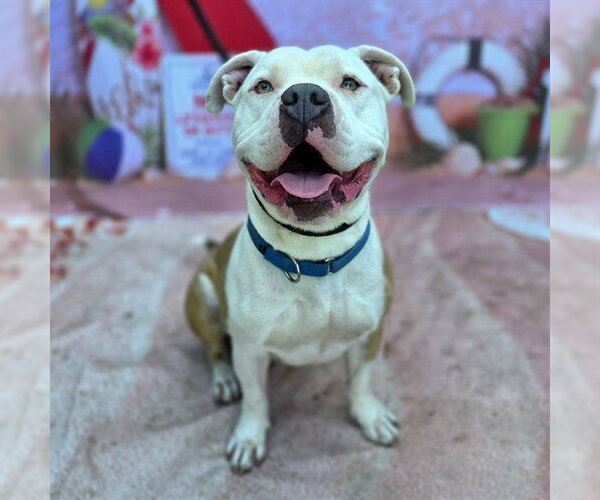 Medium Photo #2 Mutt Puppy For Sale in Long Beach, CA, USA