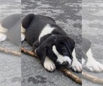 Small Photo #42 Cane Corso-Saint Bernard Mix Puppy For Sale in WORCESTER, MA, USA