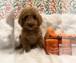 Small Photo #3 Goldendoodle (Miniature) Puppy For Sale in LAS VEGAS, NV, USA