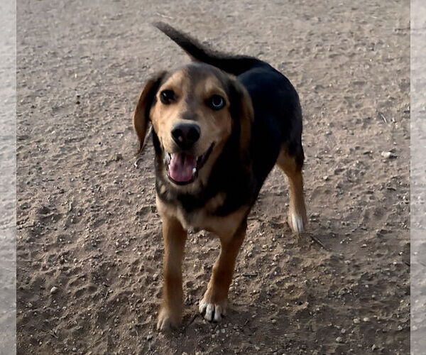Medium Photo #4 Beagle-Unknown Mix Puppy For Sale in Apple Valley, CA, USA