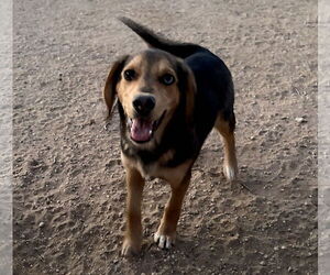 Beatles--Beagle pups on Abby Road - Male Beagle-Unknown Mix Dog for Adoption - Photo #2