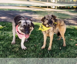 Macy (tripod) - Female Mutt Dog for Adoption - Photo #4