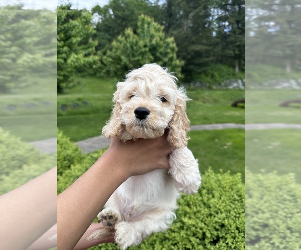 Medium Photo #8 Cockapoo (Miniature) Puppy For Sale in BUCKLEY, WA, USA