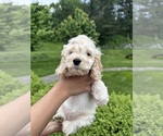 Small Photo #8 Cockapoo (Miniature) Puppy For Sale in BUCKLEY, WA, USA