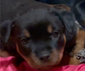 Rottweiler Puppy for sale in BIRCHWOOD, WI, USA