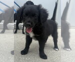 Small #3 Boykin Spaniel-Labrador Retriever Mix