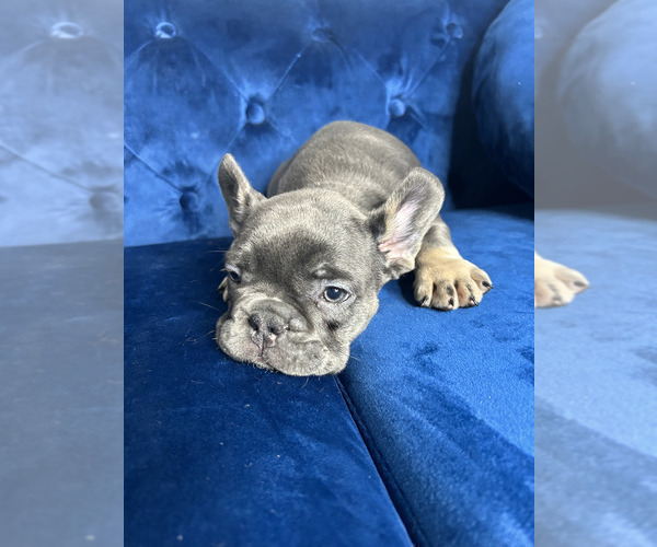 Medium Photo #8 French Bulldog Puppy For Sale in COLUMBUS, OH, USA