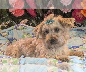 Mutt Dogs for adoption in Bon Carbo, CO, USA